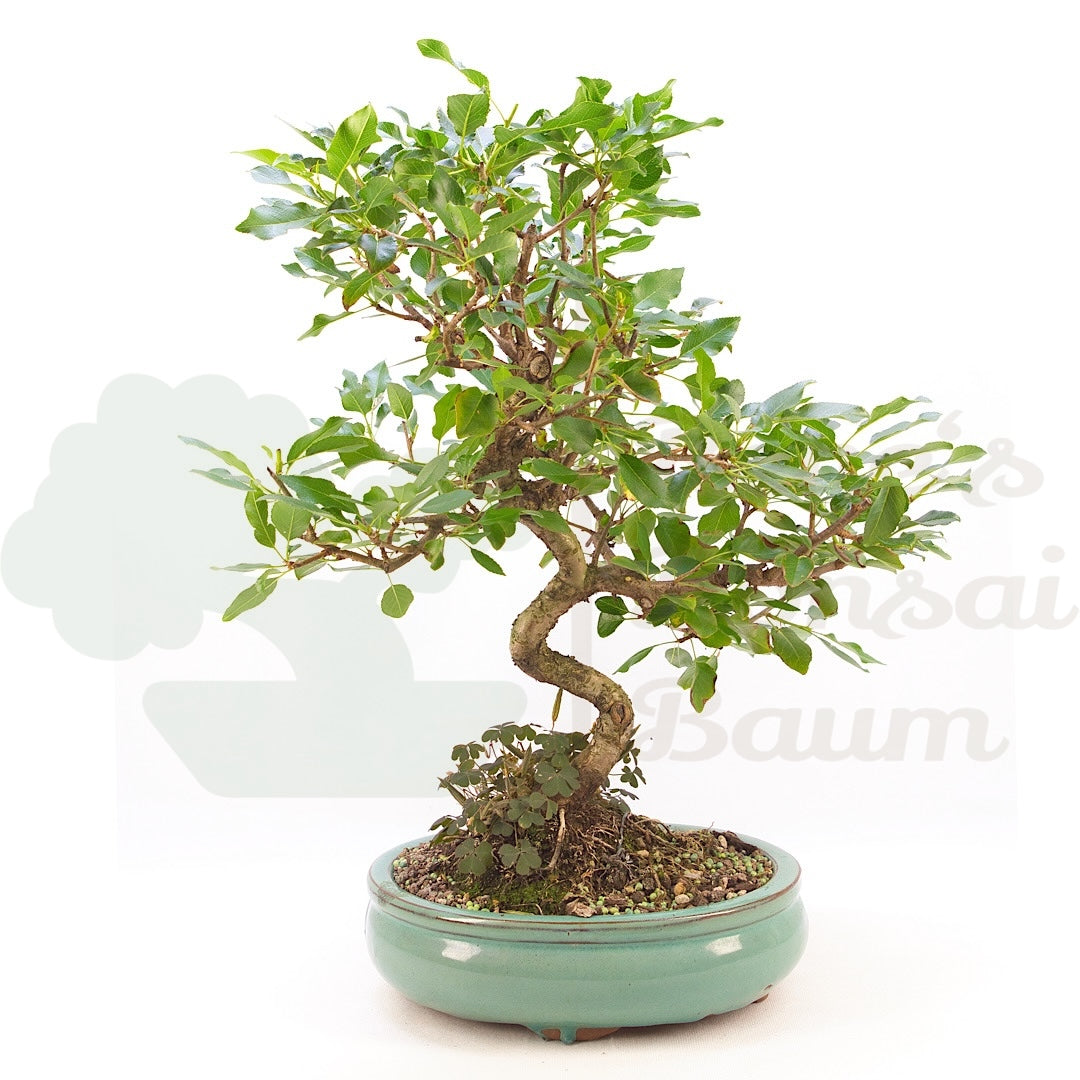 Steinweichsel 'Prunus mahaleb'